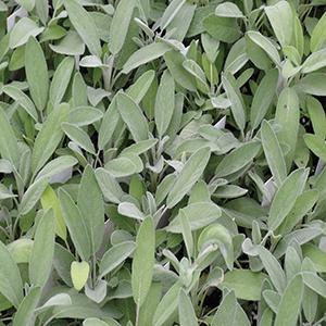 Salvia officinalis Herb Perennial - Sage Garden from Swift Greenhouses