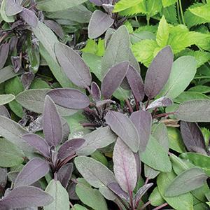 Salvia officinalis Purpurascens Herb Perennial - Sage Purple from Swift Greenhouses
