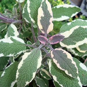 Salvia officinalis Herb Perennial - Sage Tricolor from Swift Greenhouses
