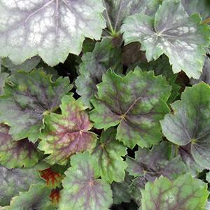 (Coral Bells) Heuchera americana Marvelous Marble from Swift Greenhouses