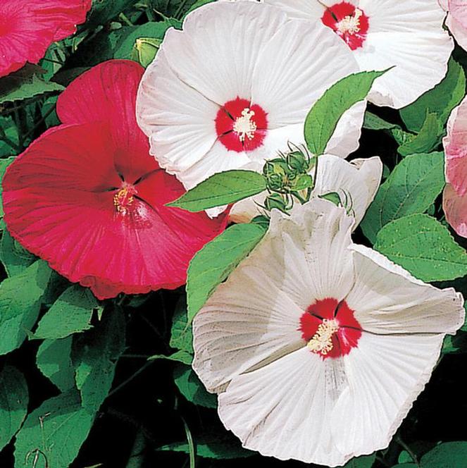 (Rose Mallow) Hibiscus moscheutos Disco Belle Mix from Swift Greenhouses