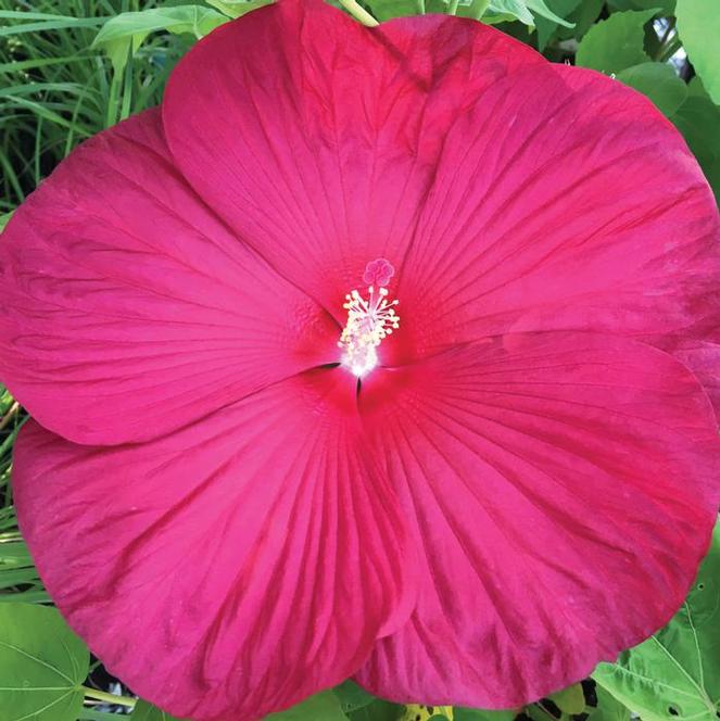 (Rose Mallow) Hibiscus moscheutos Disco Belle Rosy Red from Swift Greenhouses
