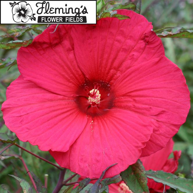 (Rose Mallow) Hibiscus moscheutos Flemings™ Fireball from Swift Greenhouses