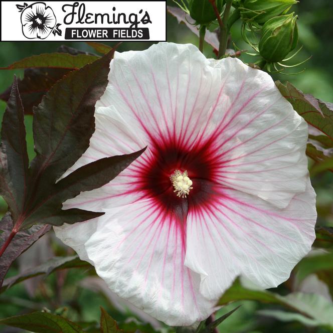 (Rose Mallow) Hibiscus moscheutos Flemings™ Kopper King from Swift Greenhouses
