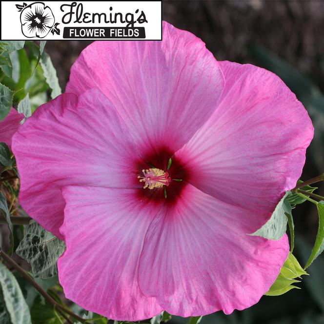 (Rose Mallow) PP # 23,466 Hibiscus moscheutos Flemings™ Little Prince from Swift Greenhouses