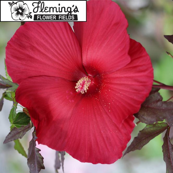 (Rose Mallow) PP # 27,535 Hibiscus moscheutos Flemings™ Moulin Rouge from Swift Greenhouses