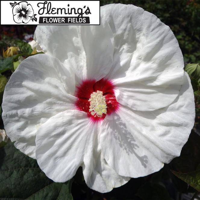 (Rose Mallow) PP # 23,698 Hibiscus moscheutos Flemings™ New Old Yella from Swift Greenhouses
