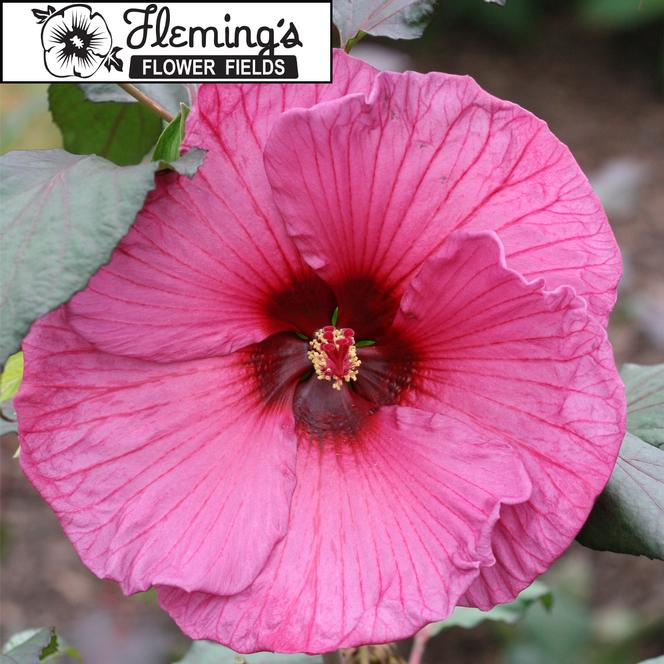 (Rose Mallow) Hibiscus moscheutos Flemings™ Plum Crazy from Swift Greenhouses