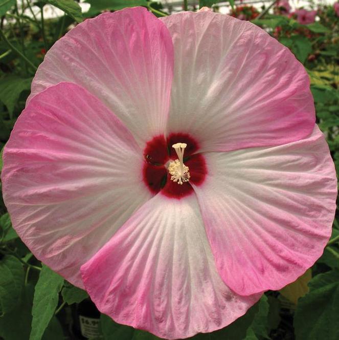 (Rose Mallow) Hibiscus moscheutos Luna™ Pink Swirl from Swift Greenhouses