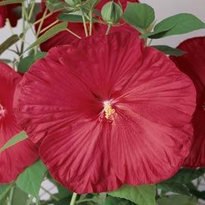 (Rose Mallow) Hibiscus moscheutos Luna™ Red from Swift Greenhouses