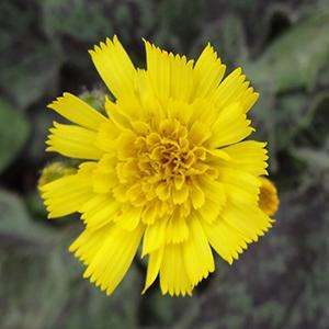 (Spotted Hawkweed) Hieracium maculatum Leopard from Swift Greenhouses