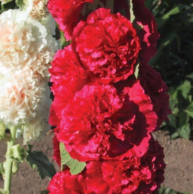 (Hollyhock) Hollyhock Alcea rosea Chaters Double Red from Swift Greenhouses