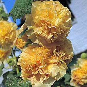 (Hollyhock) Hollyhock Alcea rosea Chaters Double Yellow from Swift Greenhouses