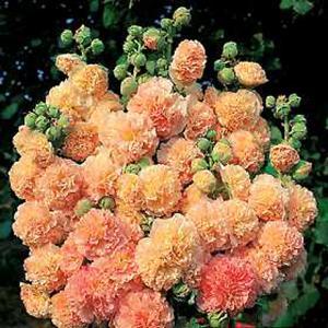 (Hollyhock) Hollyhock Alcea rosea Peaches 'n' Dreams from Swift Greenhouses