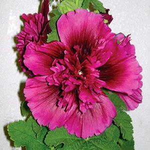 (Hollyhock) Hollyhock Alcea rosea Queeny Purple from Swift Greenhouses