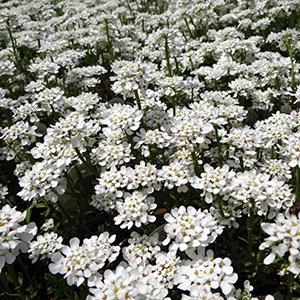 (Candytuft) Iberis sempervirens Alexanders White from Swift Greenhouses