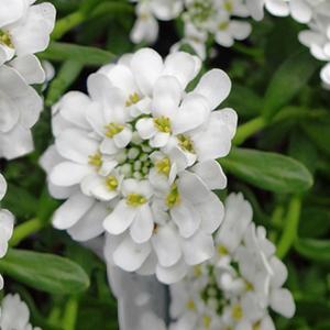 (Candytuft) Iberis sempervirens Purity from Swift Greenhouses