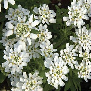 (Candytuft) Iberis sempervirens Snowflake from Swift Greenhouses