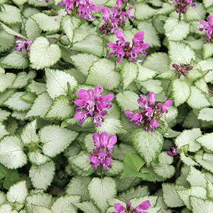 (Spotted Deadnettle) Lamium maculatum Beacon Silver from Swift Greenhouses