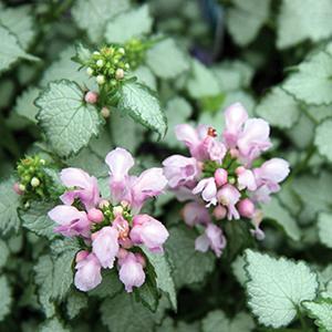 (Spotted Deadnettle) Lamium maculatum Pink Pewter from Swift Greenhouses