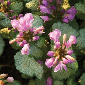 (Spotted Deadnettle) Lamium maculatum Red Nancy from Swift Greenhouses