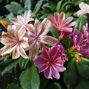(Cliff Maids) Lewisia cotyledon Elise Mix from Swift Greenhouses