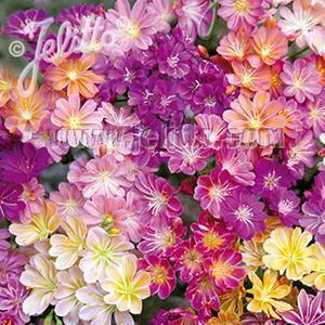 (Cliff Maids) Lewisia cotyledon Rainbow Hybrids Mixed from Swift Greenhouses