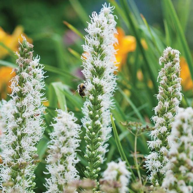 (Blazing Star or Gay Feather) Liatris spicata Alba from Swift Greenhouses