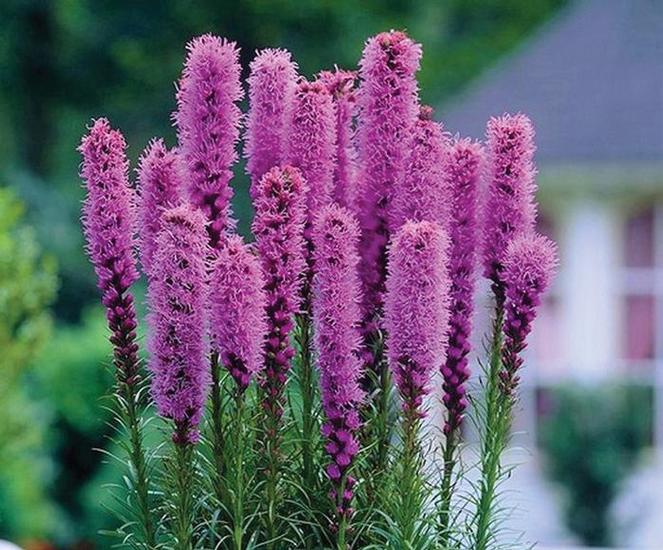 (Blazing Star or Gay Feather) Liatris spicata Blue from Swift Greenhouses