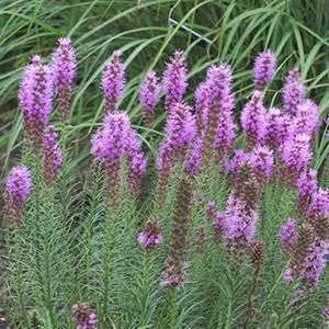 (Blazing Star or Gay Feather) Liatris spicata Floristan Violet from Swift Greenhouses