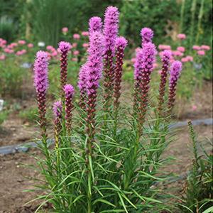 (Blazing Star or Gay Feather) Liatris spicata Kobold from Swift Greenhouses