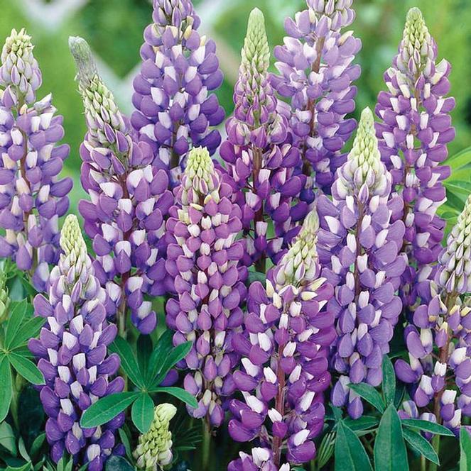 (Lupine) Lupinus polyphyllus Gallery Blue from Swift Greenhouses
