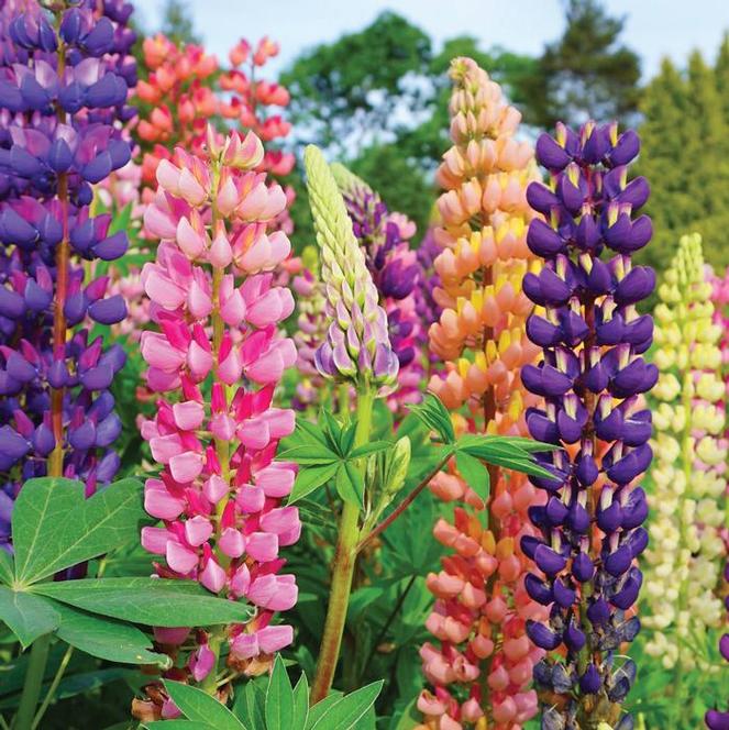 (Lupine) Lupinus polyphyllus Gallery Mix from Swift Greenhouses