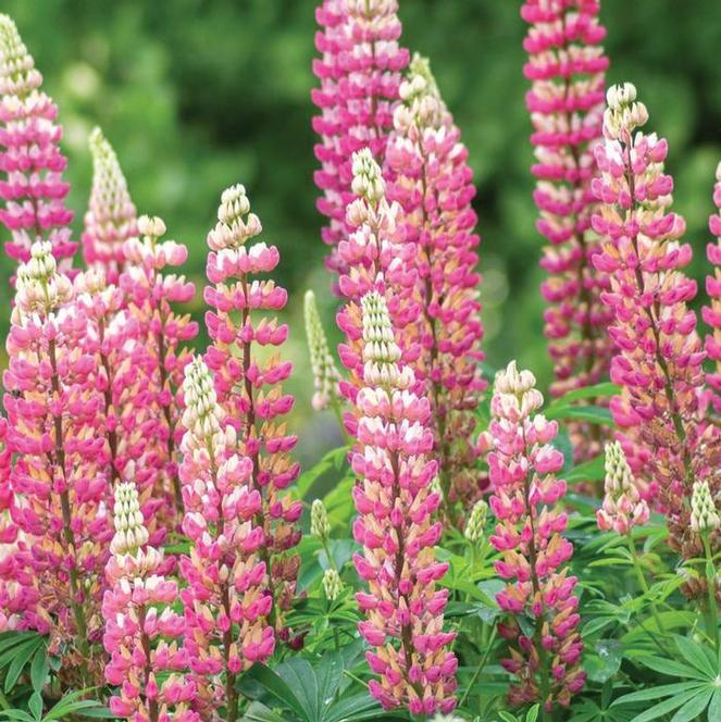 (Lupine) Lupinus polyphyllus Gallery Pink from Swift Greenhouses