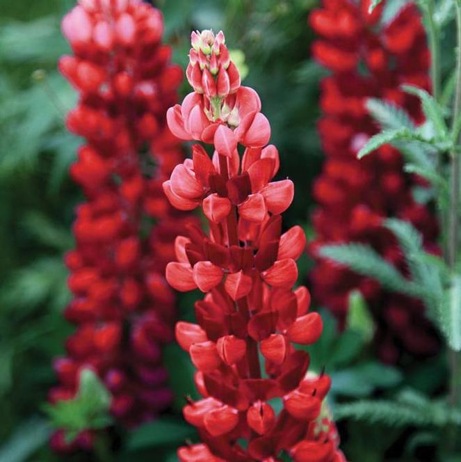 (Lupine) Lupinus polyphyllus Gallery Red from Swift Greenhouses