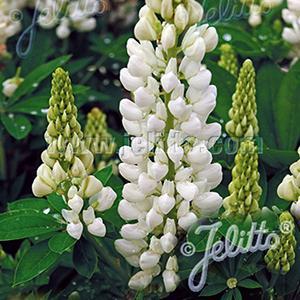 (Lupine) Lupinus polyphyllus Gallery White from Swift Greenhouses