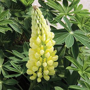 (Lupine) Lupinus polyphyllus Gallery Yellow from Swift Greenhouses