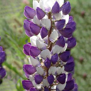 (Lupine) Lupinus polyphyllus Mini Gallery® Blue Bicolor from Swift Greenhouses