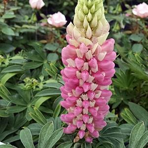 (Lupine) Lupinus polyphyllus Mini Gallery® Pink Bicolor from Swift Greenhouses