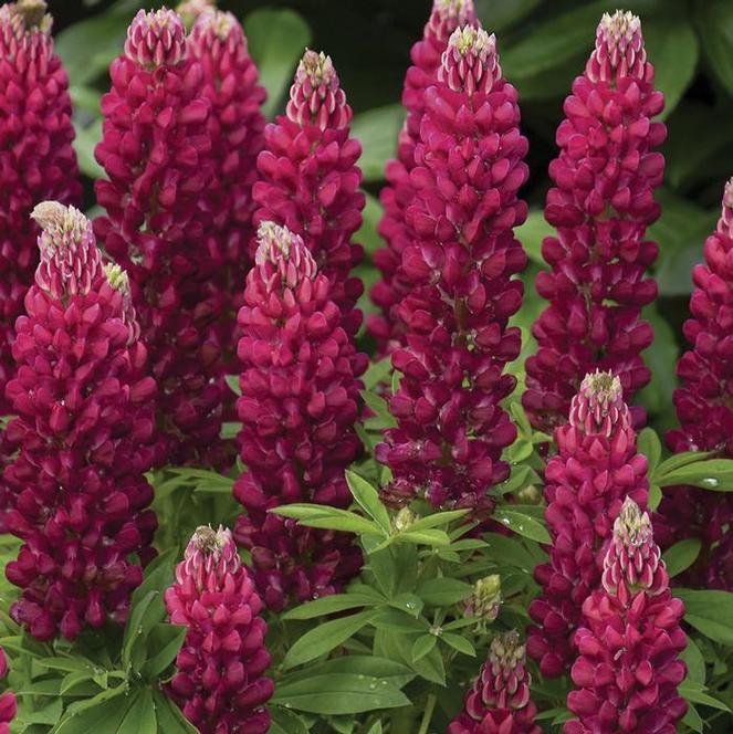 (Lupine) Lupinus polyphyllus Mini Gallery® Red from Swift Greenhouses