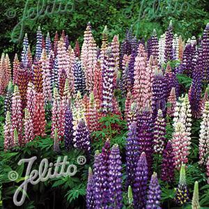 (Lupine) Lupinus polyphyllus Russell Mix from Swift Greenhouses