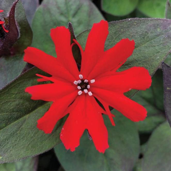 (Campion) Lychnis x haageana Lumina Bronze Leaf Red from Swift Greenhouses