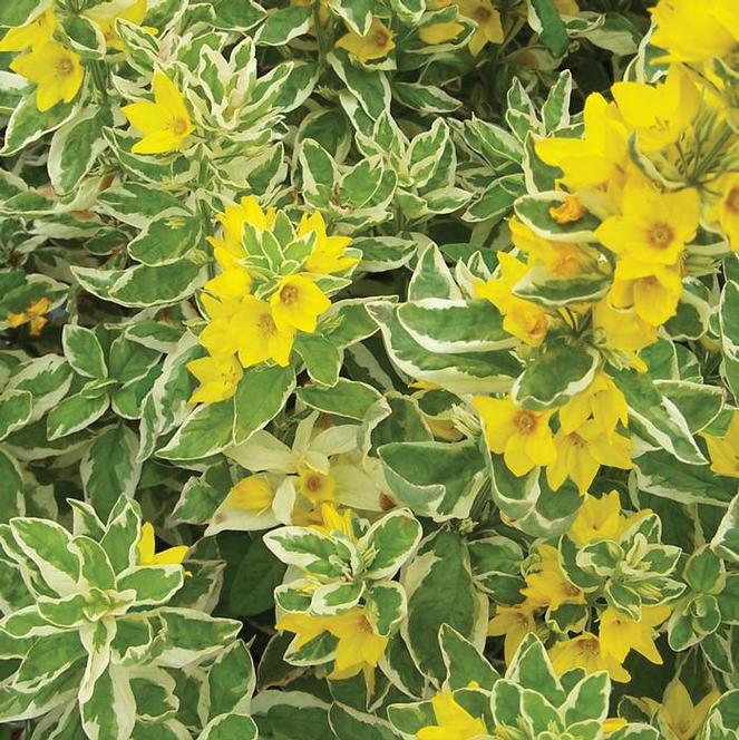 (Yellow Loosestrife) Lysimachia punctata Alexander from Swift Greenhouses