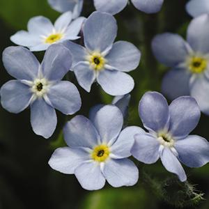 (Forget-Me-Not) Myosotis sylvatica Mon Amie Blue from Swift Greenhouses