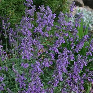 (Catmint) PP # 18,904 Nepeta psfike Little Trudy from Swift Greenhouses