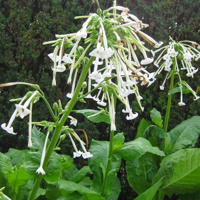 (Tobacco Plant) Nicotiana sylvestris from Swift Greenhouses