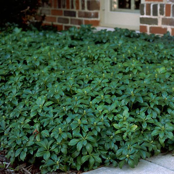 (Japanese Spurge) Pachysandra terminalis from Swift Greenhouses