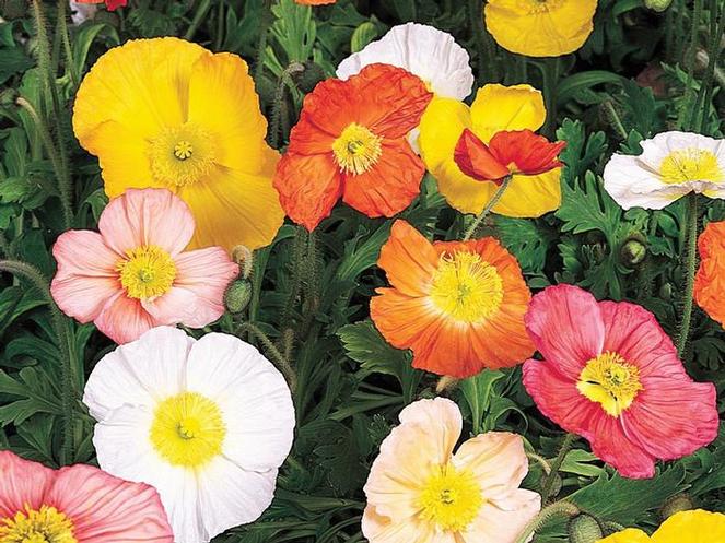 (Iceland Poppy) Papaver nudicaule Champagne Bubbles Mix from Swift Greenhouses