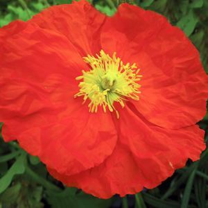 (Iceland Poppy) Papaver nudicaule Champagne Bubbles Orange from Swift Greenhouses