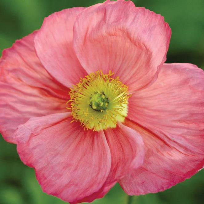 (Iceland Poppy) Papaver nudicaule Champagne Bubbles Pink from Swift Greenhouses